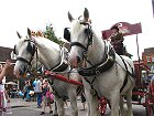 Shire horses and brewery dray