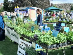 Photo of plants on sale at the 2004 Hertford Garden Festival