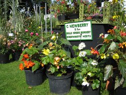 Photo of plants on sale at the 2004 Hertford Garden Festival