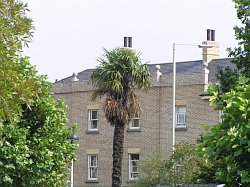 Palm tree