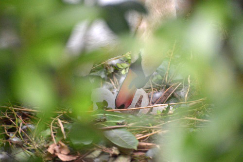 DSC_4572.jpg